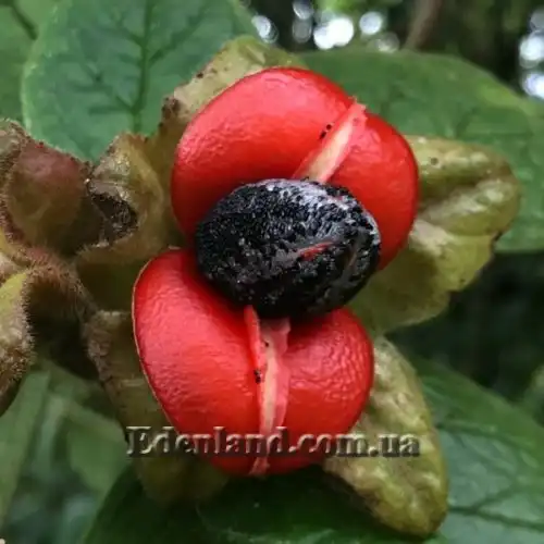 Изображение Дримония аллоплектусовидная - Drymonia alloplectoides