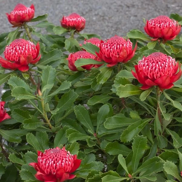 Зображення Телопея прекрасна - Telopea speciosissima 