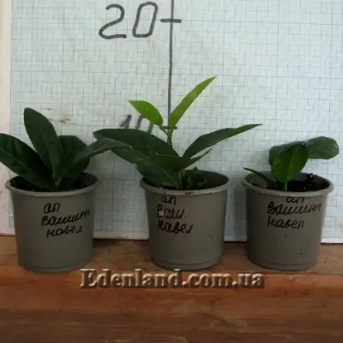 Изображение саженцы в продаже