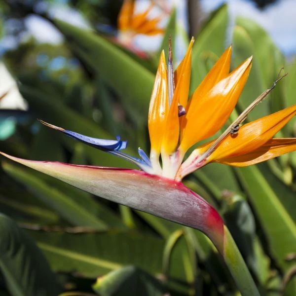 Зображення квітка