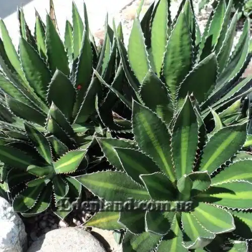 Зображення Агава однострічкова - Agave univittata