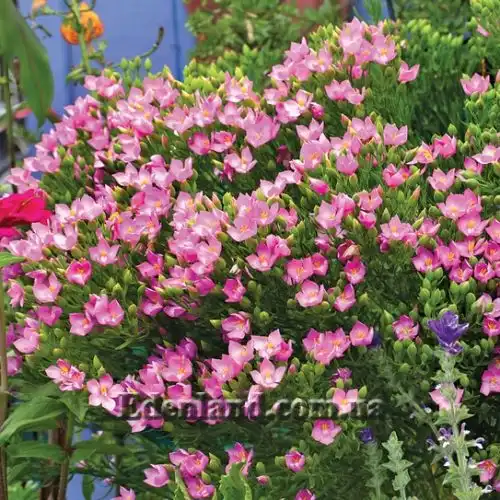 Изображение цветущие кусты