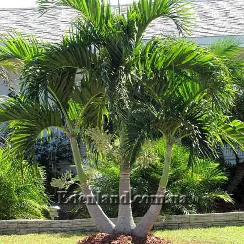 Изображение Адонидия Меррилла - Adonidia merrillii