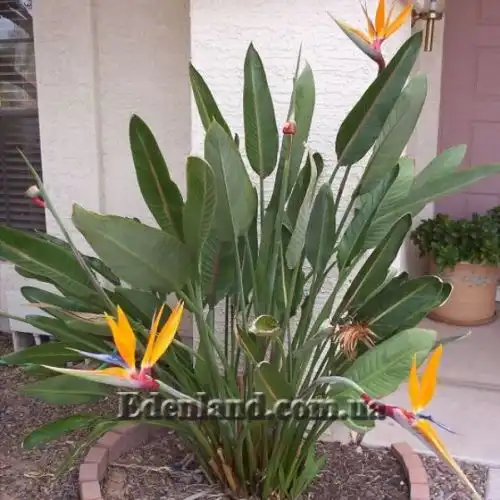 Изображение Стрелиция Королевская - Strelitzia reginae