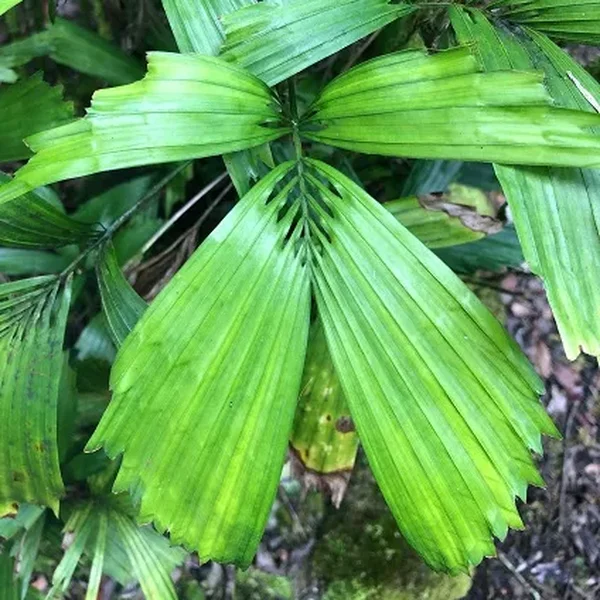 Рейнхардтія граціозна - Reinhardtia gracilis 