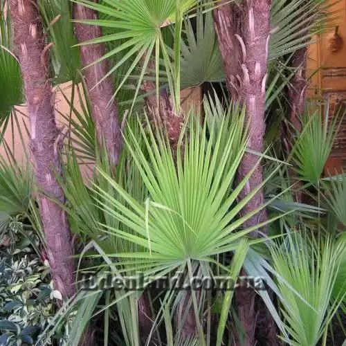 Зображення лист