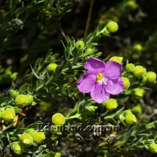 Изображение цветы и бутоны