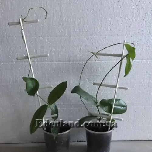 Изображение саженцы в продаже