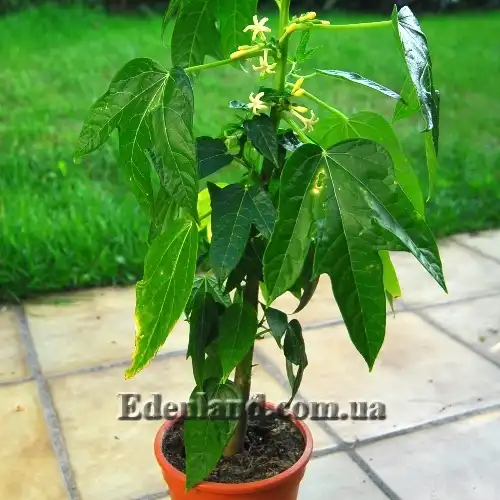 Изображение однолетнее растение