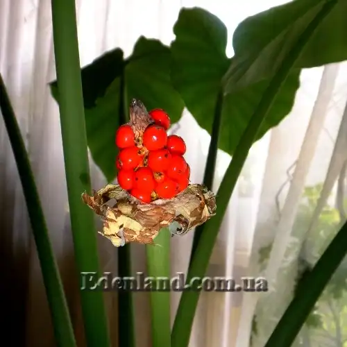 Изображение Алоказия пахучая - Alocasia odora