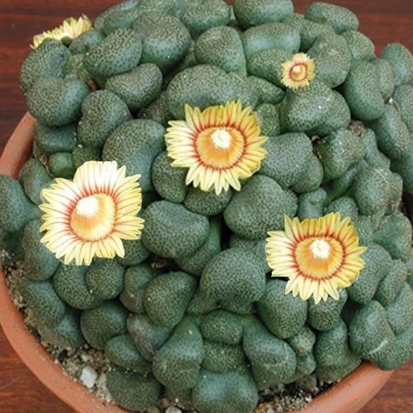 Изображение Алоинопсис Шунеса  - Aloinopsis schooneesii