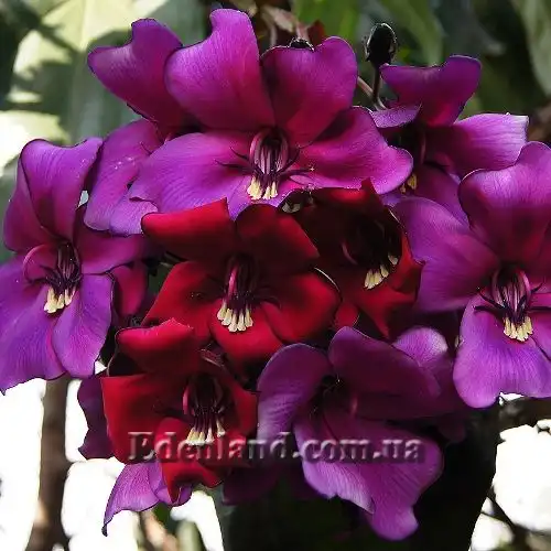 Изображение Мериания благородная - Meriania Nobilis