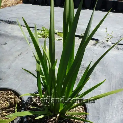 Изображение Диетес крупноцветковый       - Dietes grandiflora