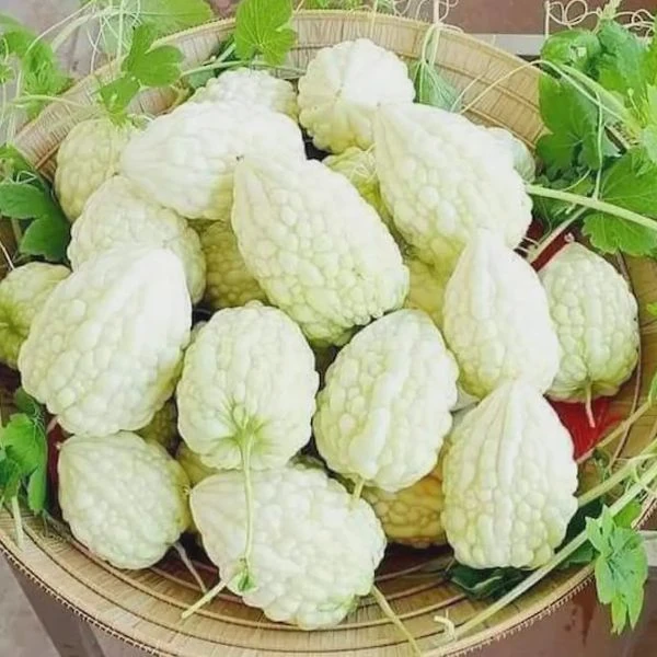Зображення Момордика харантія ‘Біла’ - Momordica charantia ‘White’ 
