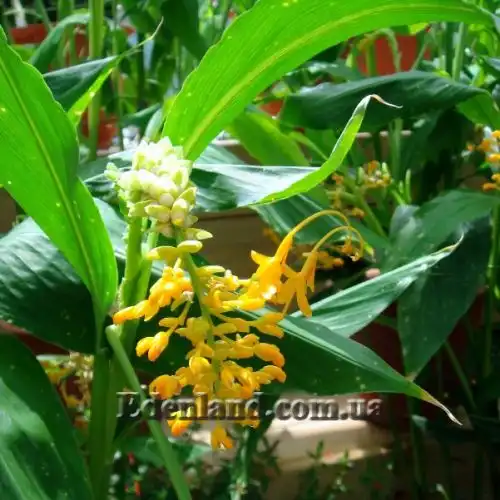 Зображення цвітіння