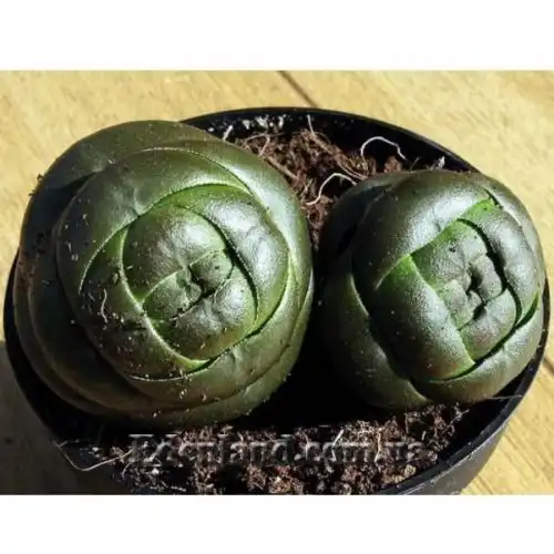 Изображение Крассула столбчатая - Crassula columnaris