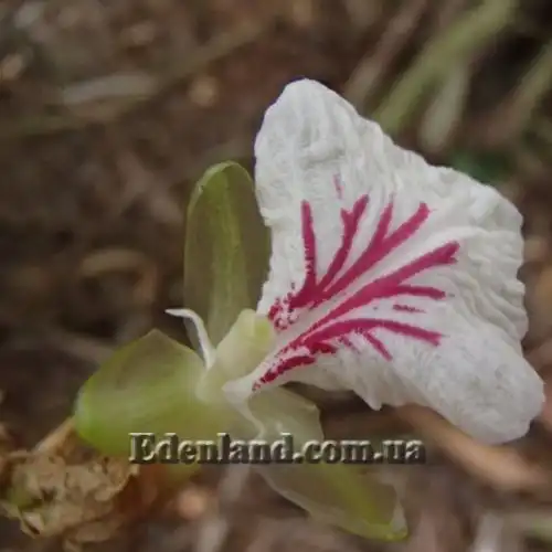 Изображение Элеттария кардамомум - Elettaria cardamomum