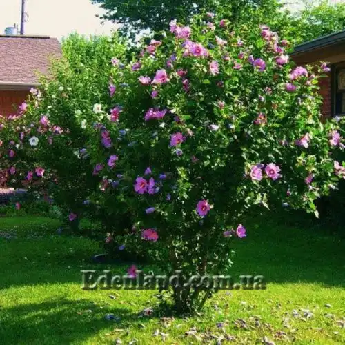 Изображение Гибискус сирийский (цвет - смесь) - Hibiscus syriacus