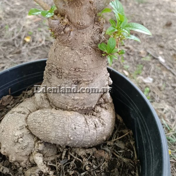 Фитолакка американская - Phytolacca americana