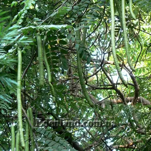 Изображение Кассия Ренигера - Cassia Renigera