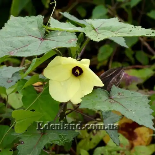 Изображение цветение