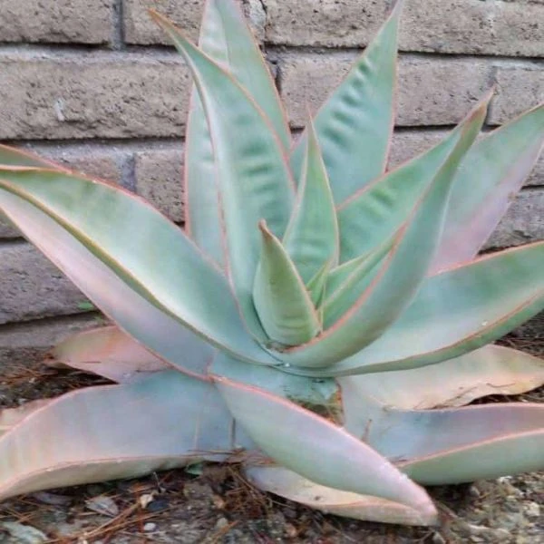 Алоэ полосатое - Aloe striata