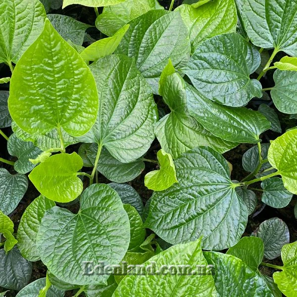 Зображення Перець гілчастий  - Piper sarmentosum