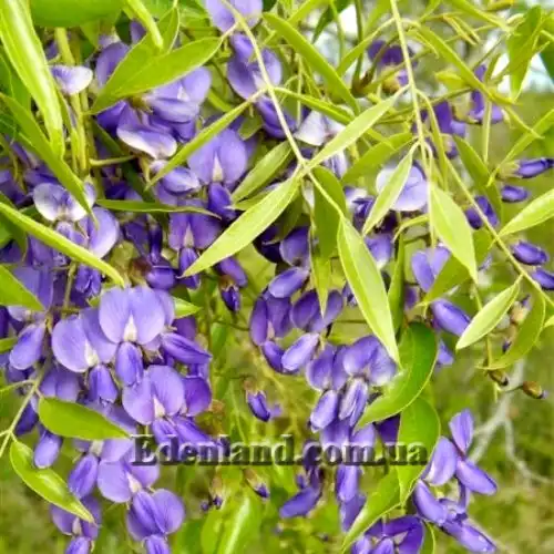 Изображение Болюсантус изящный - Bolusanthus speciosus