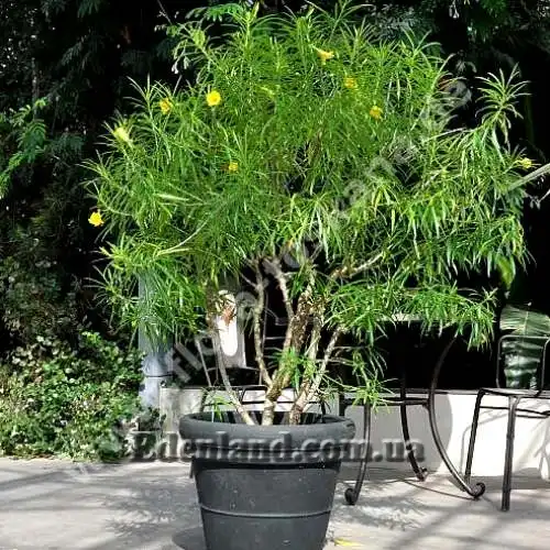 Изображение растение в кадке