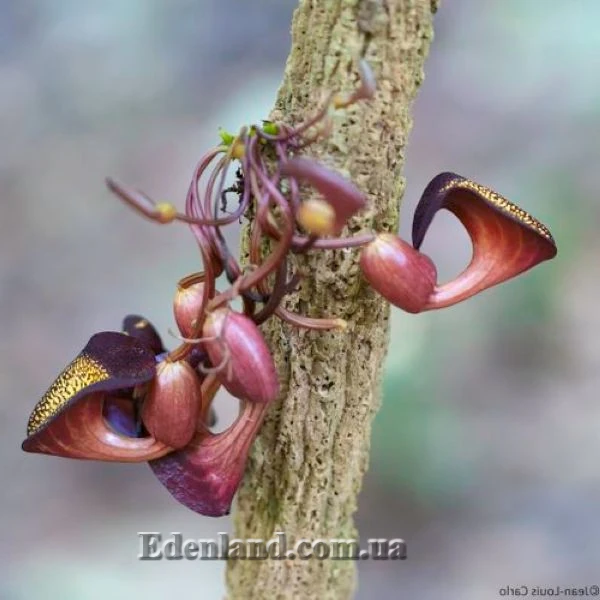 Изображение Аристолохия беложильчатая  - Aristolochia leuconeura