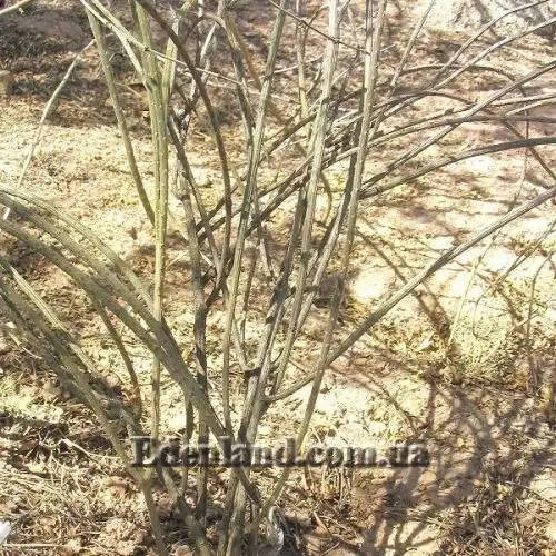 Изображение Пениоцереус полосатый - Peniocereus striatus