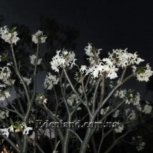 Изображение Пахиподиум Рутенберга - Pachypodium rutenbergianum 
