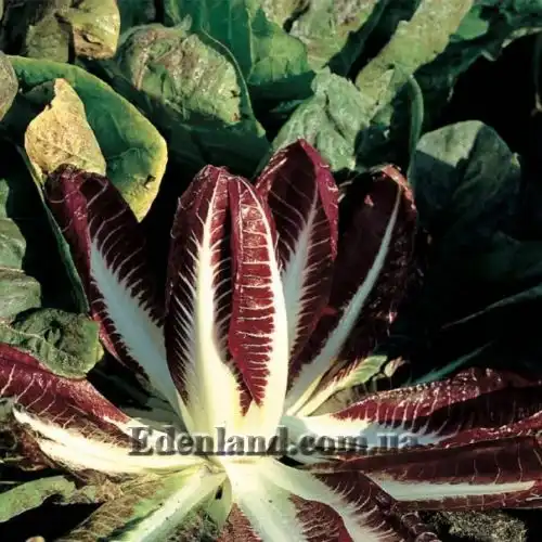 Зображення Цикорій салатний 