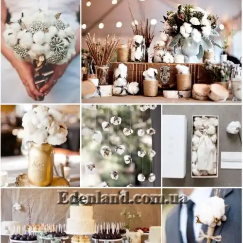 Изображение Госсипиум (хлопчатник) мохнатый - Gossypium hirsutum