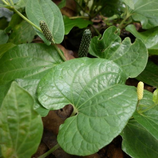 Изображение нижний лист и женские соцветия