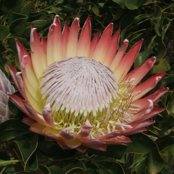 Изображение Протея цинаровидная  - Protea cynaroides