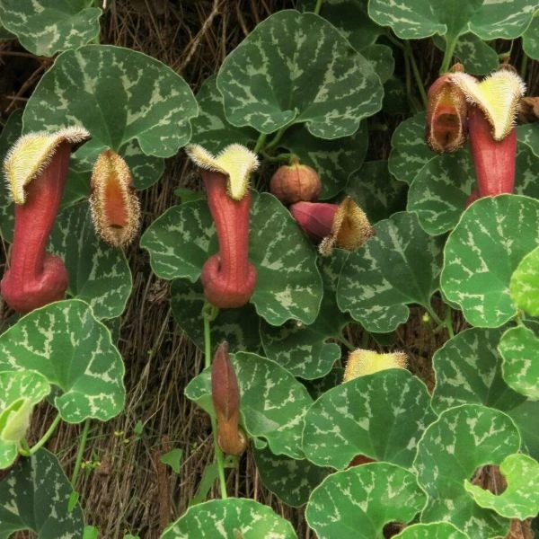Зображення Хвилівник (Аристолохія) чилійський - Aristolochia chilensis 