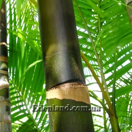 Изображение ствол