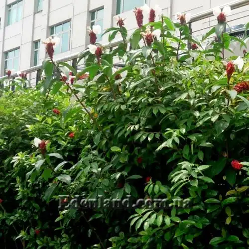 Изображение Гелления прекрасная - Hellenia speciosa