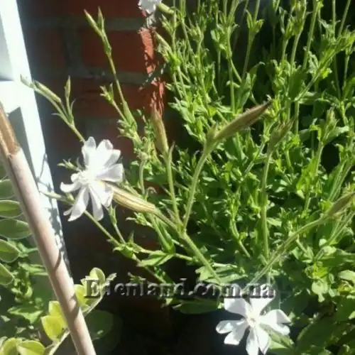 Изображение Смолёвка капская - Silene Capensis