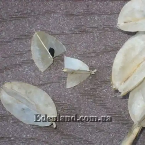 Изображение Вельтгеймия прицветниковая - Veltheimia bracteata 