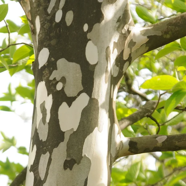 Стюартія псевдокамелія - Stewartia pseudocamellia — стовбур