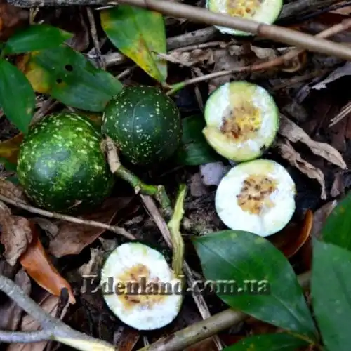 Изображение Воаканга Туара - Voacanga thouarsii 