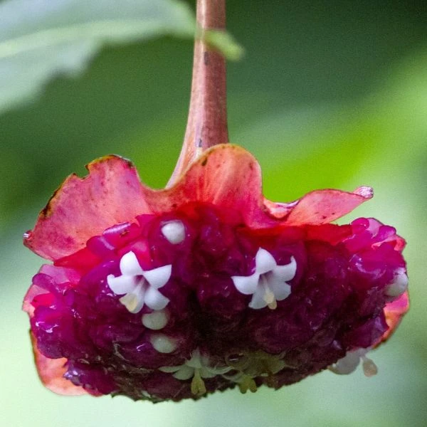 Зображення Палікурея Корреа - Palicourea correae  