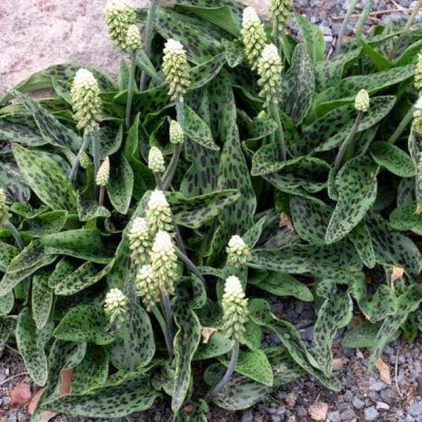 Изображение Дримиопсис пятнистый  - Drimiopsis maculata 