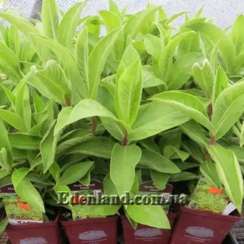 Изображение Лобелия Тупа - Lobelia tupa