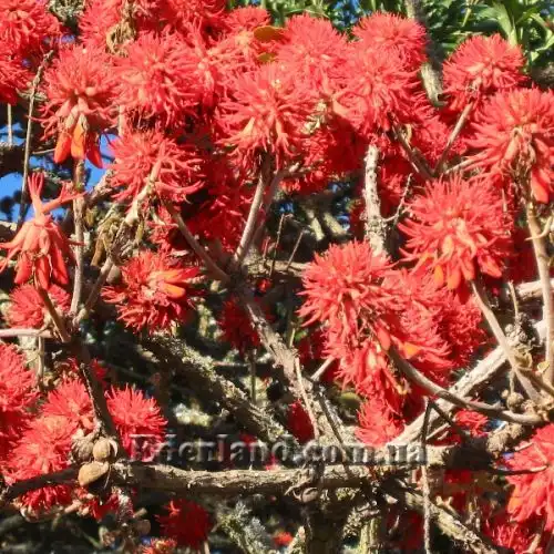 Зображення Еритріна абіссінська - Erythrina abyssinica