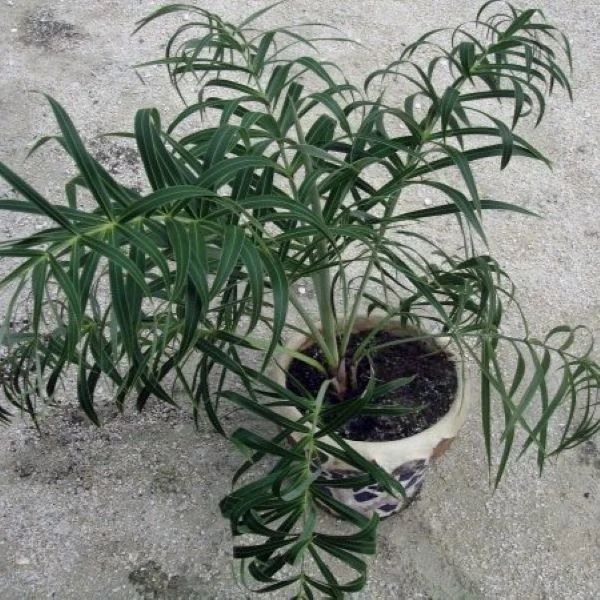 Зображення Алагоптера піщана - Allagoptera arenaria 