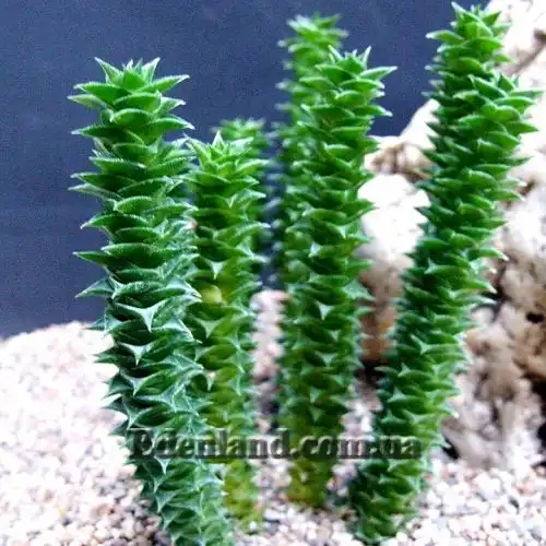 Изображение Астролоба листочковая - Astroloba foliolosa