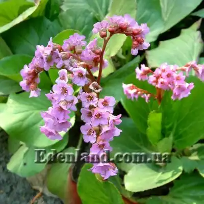 Изображение Бадан толстолистный  - Bergenia crassifolia